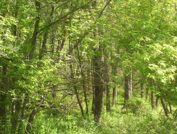 19-57 Woodland, LAKE CARROLL, Illinois 61046, ,Land,For Sale,Woodland,202505386