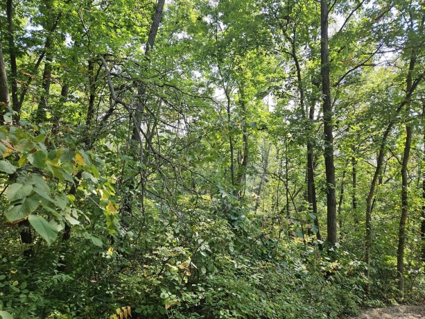 241 Blackhawk, GALENA, Illinois 61036, ,Land,For Sale,Blackhawk,202505749