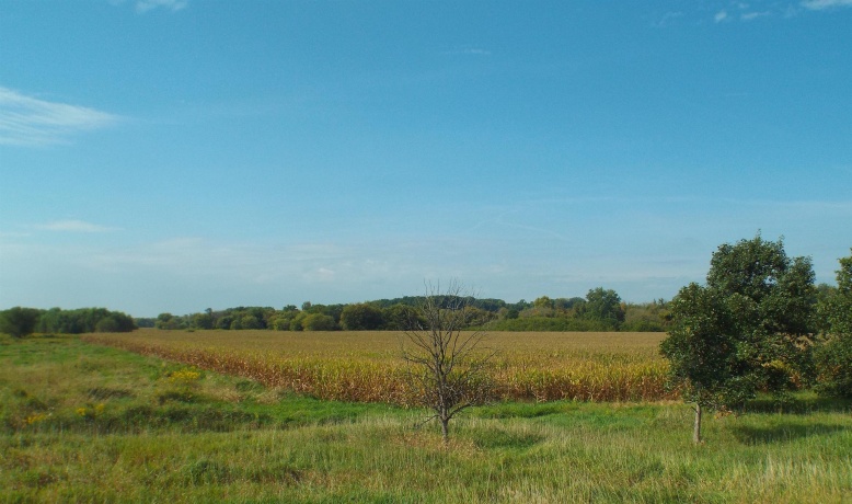 TBD IL RTE 26 N, ORANGEVILLE, Illinois 61060, ,Land,For Sale,IL RTE 26 N,202505791