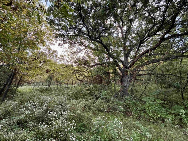 948 Rocky Hill, GALENA, Illinois 61036, ,Land,For Sale,Rocky Hill,202505828