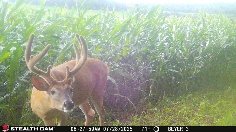 57.83 Acres Menzemer, ELIZABETH, Illinois 61028, ,Land,For Sale,Menzemer,202506330