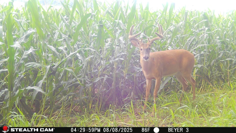 57.83 Acres Menzemer, ELIZABETH, Illinois 61028, ,Land,For Sale,Menzemer,202506330