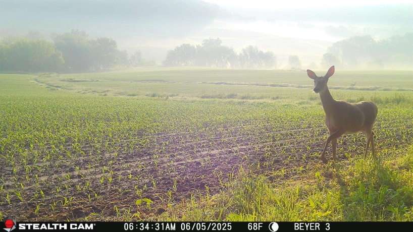 57.83 Acres Menzemer, ELIZABETH, Illinois 61028, ,Land,For Sale,Menzemer,202506330