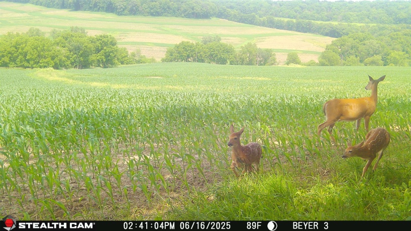 57.83 Acres Menzemer, ELIZABETH, Illinois 61028, ,Land,For Sale,Menzemer,202506330