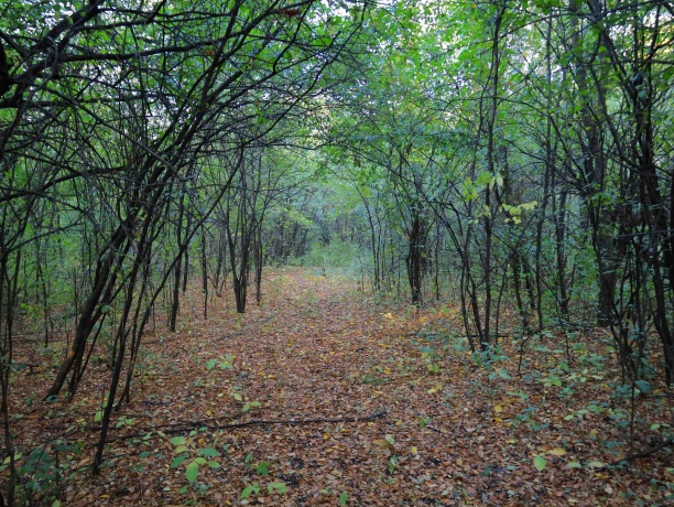 000 US BYPASS 20, FREEPORT, Illinois 61032, ,Land,For Sale,US BYPASS 20,202506331