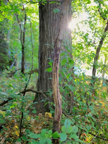 000 US BYPASS 20, FREEPORT, Illinois 61032, ,Land,For Sale,US BYPASS 20,202506331