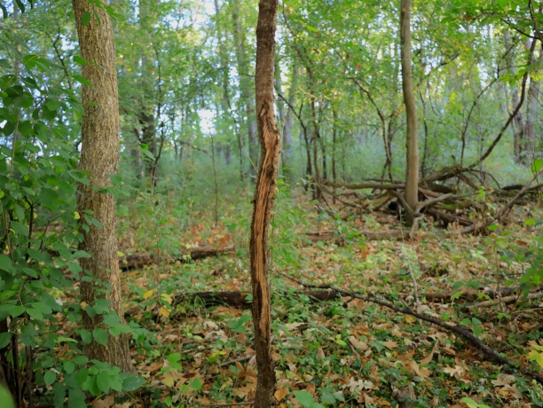 000 US BYPASS 20, FREEPORT, Illinois 61032, ,Land,For Sale,US BYPASS 20,202506331