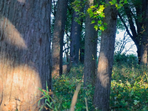 000 US BYPASS 20, FREEPORT, Illinois 61032, ,Land,For Sale,US BYPASS 20,202506331