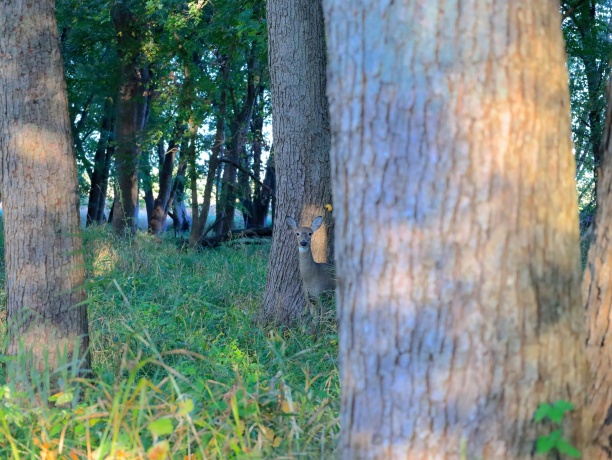 000 US BYPASS 20, FREEPORT, Illinois 61032, ,Land,For Sale,US BYPASS 20,202506331