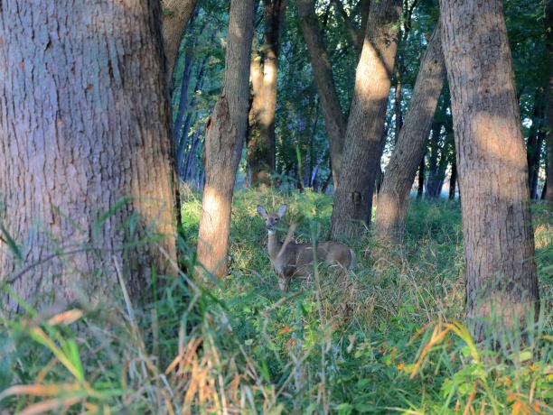 000 US BYPASS 20, FREEPORT, Illinois 61032, ,Land,For Sale,US BYPASS 20,202506331