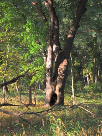 000 US BYPASS 20, FREEPORT, Illinois 61032, ,Land,For Sale,US BYPASS 20,202506331