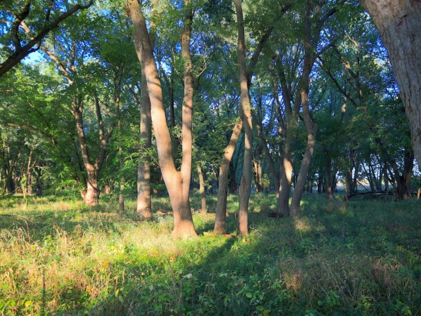 000 US BYPASS 20, FREEPORT, Illinois 61032, ,Land,For Sale,US BYPASS 20,202506331