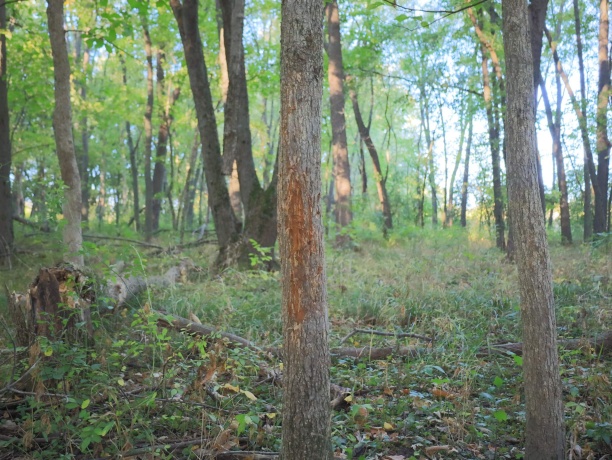 000 US BYPASS 20, FREEPORT, Illinois 61032, ,Land,For Sale,US BYPASS 20,202506331