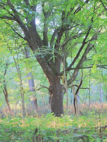 000 US BYPASS 20, FREEPORT, Illinois 61032, ,Land,For Sale,US BYPASS 20,202506331