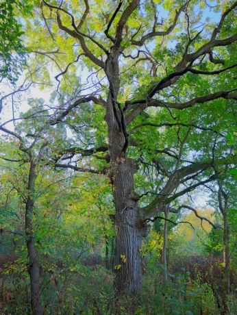 000 US BYPASS 20, FREEPORT, Illinois 61032, ,Land,For Sale,US BYPASS 20,202506331