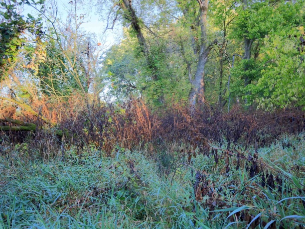 000 US BYPASS 20, FREEPORT, Illinois 61032, ,Land,For Sale,US BYPASS 20,202506331