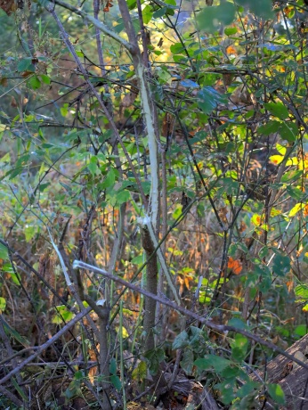 000 US BYPASS 20, FREEPORT, Illinois 61032, ,Land,For Sale,US BYPASS 20,202506331