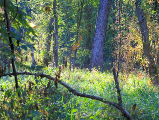 000 US BYPASS 20, FREEPORT, Illinois 61032, ,Land,For Sale,US BYPASS 20,202506331