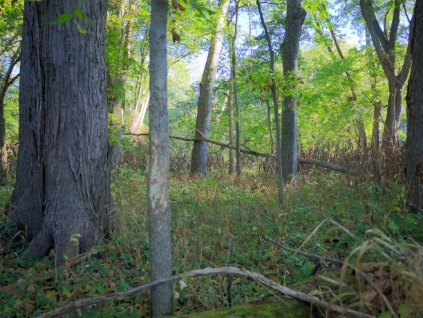 000 US BYPASS 20, FREEPORT, Illinois 61032, ,Land,For Sale,US BYPASS 20,202506331