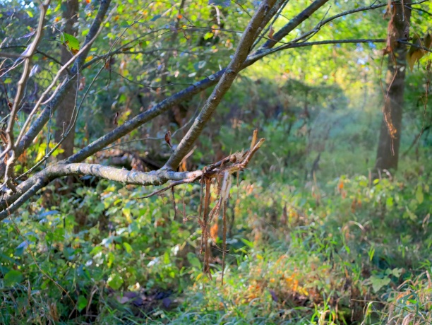 000 US BYPASS 20, FREEPORT, Illinois 61032, ,Land,For Sale,US BYPASS 20,202506331