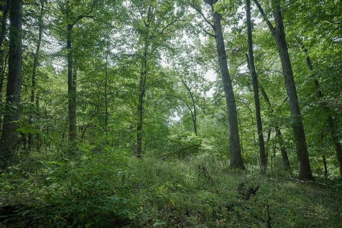 4820 Kopper Pond Rd., HANOVER, Illinois 61041, ,Land,For Sale,Kopper Pond Rd.,202506512