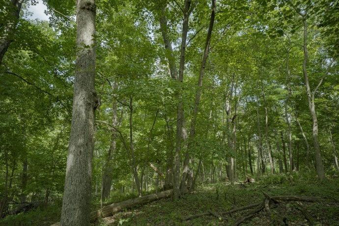 4820 Kopper Pond Rd., HANOVER, Illinois 61041, ,Land,For Sale,Kopper Pond Rd.,202506512