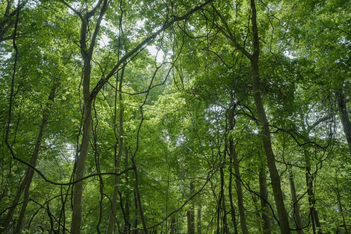 4820 Kopper Pond Rd., HANOVER, Illinois 61041, ,Land,For Sale,Kopper Pond Rd.,202506512