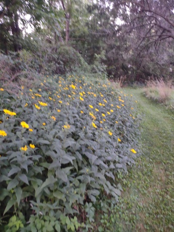 3349 Mill, CHERRY VALLEY, Illinois 61016, ,Land,For Sale,Mill,202506595