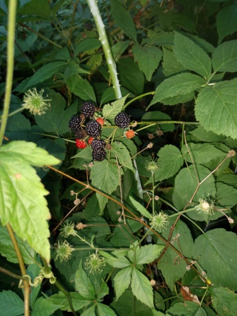 3349 Mill, CHERRY VALLEY, Illinois 61016, ,Land,For Sale,Mill,202506595