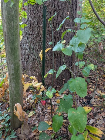 3349 Mill, CHERRY VALLEY, Illinois 61016, ,Land,For Sale,Mill,202506595