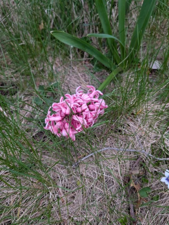 3349 Mill, CHERRY VALLEY, Illinois 61016, ,Land,For Sale,Mill,202506595