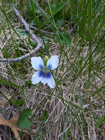 3349 Mill, CHERRY VALLEY, Illinois 61016, ,Land,For Sale,Mill,202506595