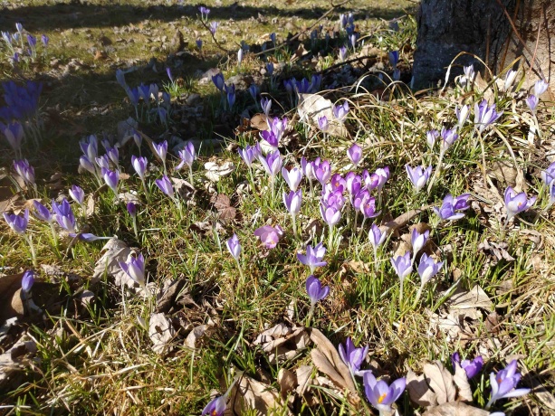 3349 Mill, CHERRY VALLEY, Illinois 61016, ,Land,For Sale,Mill,202506595