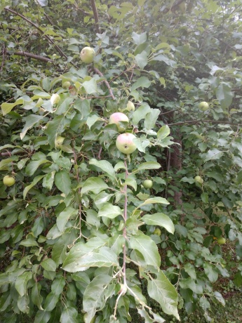 3349 Mill, CHERRY VALLEY, Illinois 61016, ,Land,For Sale,Mill,202506595