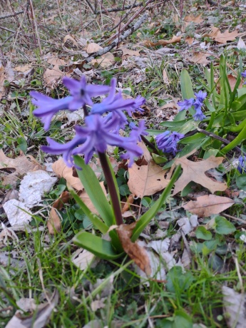 3349 Mill, CHERRY VALLEY, Illinois 61016, ,Land,For Sale,Mill,202506595