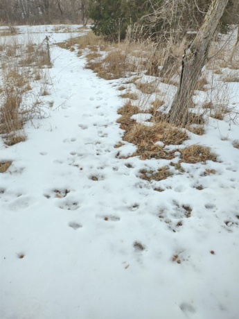 3349 Mill, CHERRY VALLEY, Illinois 61016, ,Land,For Sale,Mill,202506595