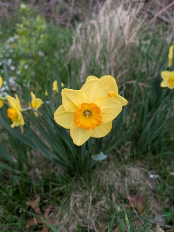 3349 Mill, CHERRY VALLEY, Illinois 61016, ,Land,For Sale,Mill,202506595