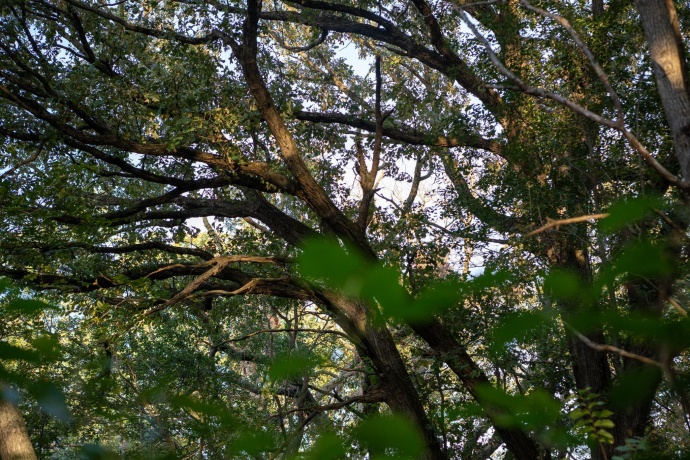 0 Hunter, CAPRON, Illinois 61012, ,Land,For Sale,Hunter,202506648