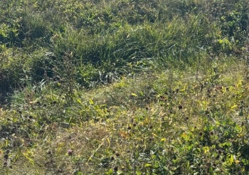 196 HARVEST GLENN, DAVIS JUNCTION, Illinois 61020, ,Land,For Sale,HARVEST GLENN,202506753