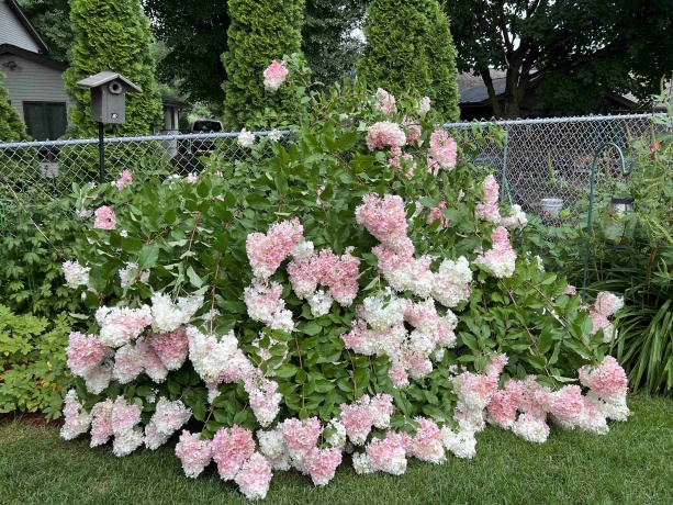 2356 SILVERTHORN, ROCKFORD, Illinois 61107, 4 Bedrooms Bedrooms, ,2 BathroomsBathrooms,House,For Sale,SILVERTHORN,202506494