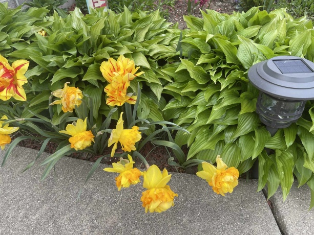 2356 SILVERTHORN, ROCKFORD, Illinois 61107, 4 Bedrooms Bedrooms, ,2 BathroomsBathrooms,House,For Sale,SILVERTHORN,202506494