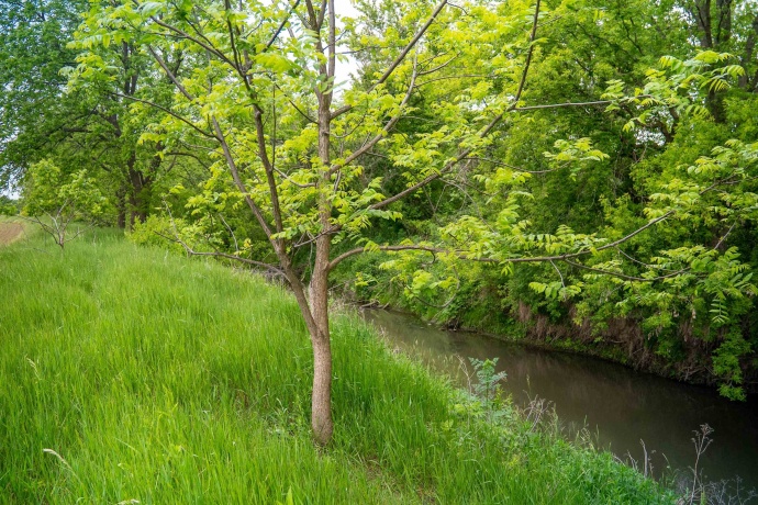 0 Capp, MORRISON, Illinois 61270, ,Land,For Sale,Capp,202502915