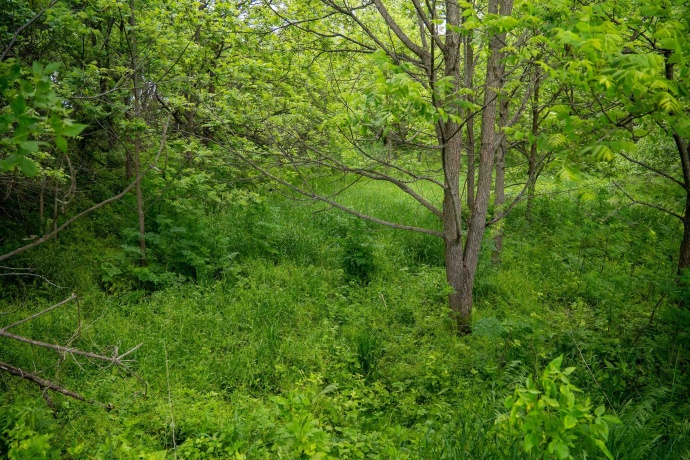 0 Capp, MORRISON, Illinois 61270, ,Land,For Sale,Capp,202502915