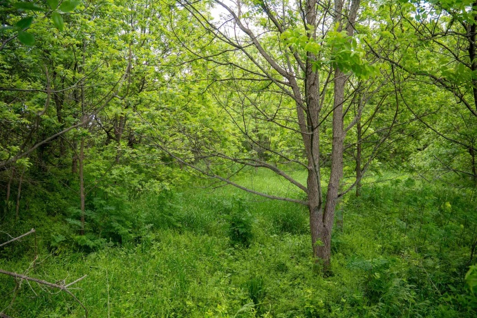 0 Capp, MORRISON, Illinois 61270, ,Land,For Sale,Capp,202502915