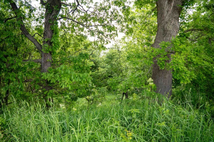 0 Capp, MORRISON, Illinois 61270, ,Land,For Sale,Capp,202502915