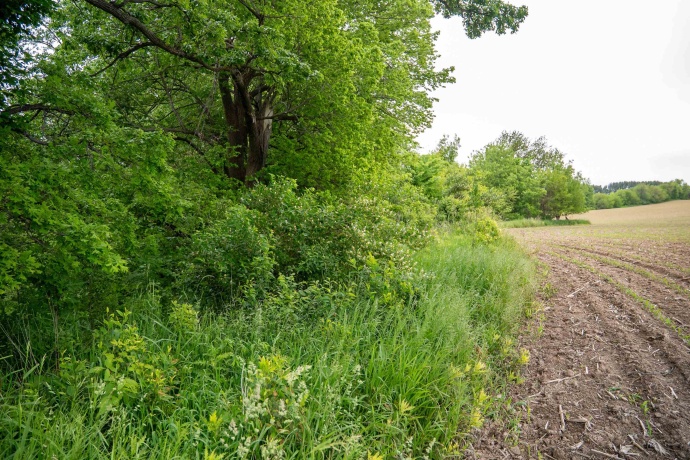 0 Capp, MORRISON, Illinois 61270, ,Land,For Sale,Capp,202502915