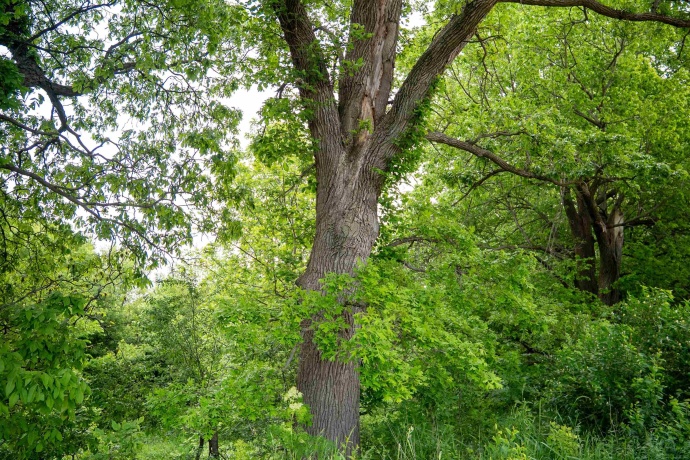 0 Capp, MORRISON, Illinois 61270, ,Land,For Sale,Capp,202502915