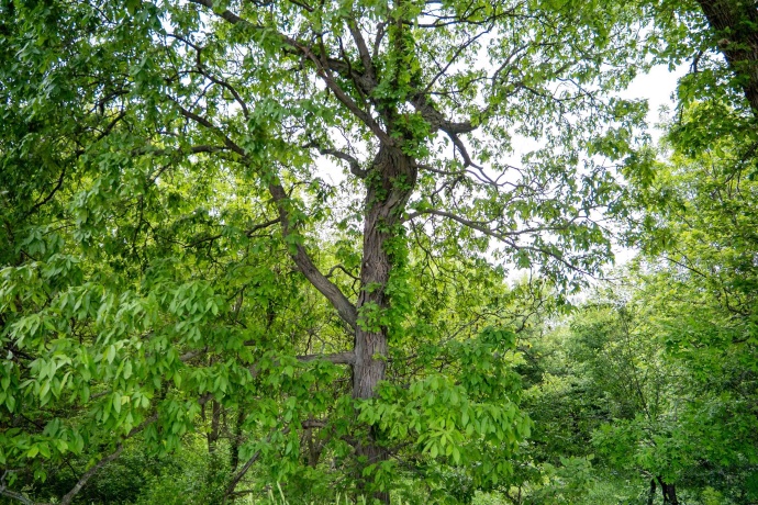 0 Capp, MORRISON, Illinois 61270, ,Land,For Sale,Capp,202502915