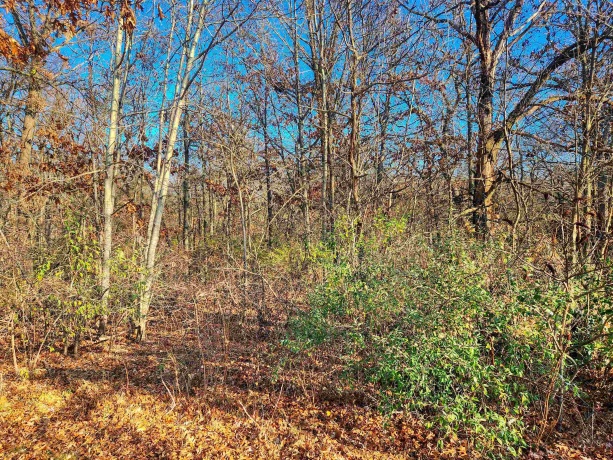 3-446 Deerfield, LAKE CARROLL, Illinois 61046, ,Land,For Sale,Deerfield,202406528