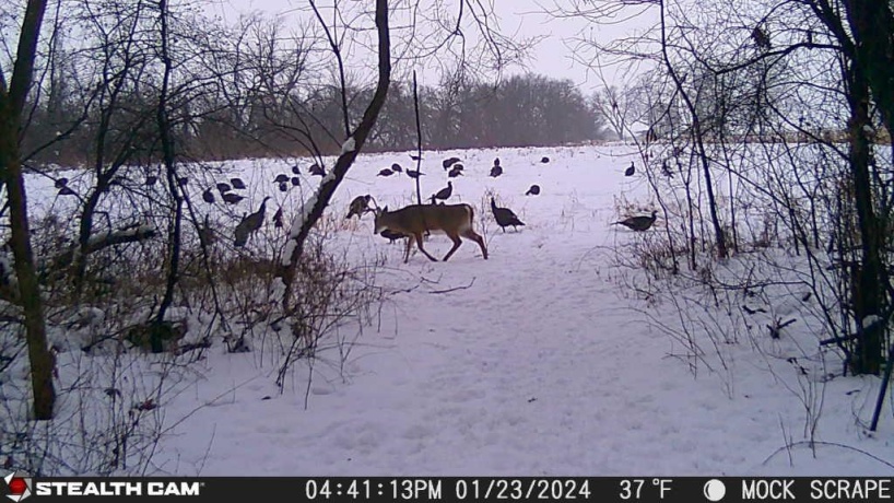 00 Lawrenceville, GARDEN PRAIRIE, Illinois 61038, ,Land,For Sale,Lawrenceville,202507466